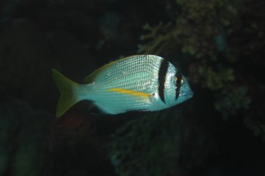 Twobar çupra balık 