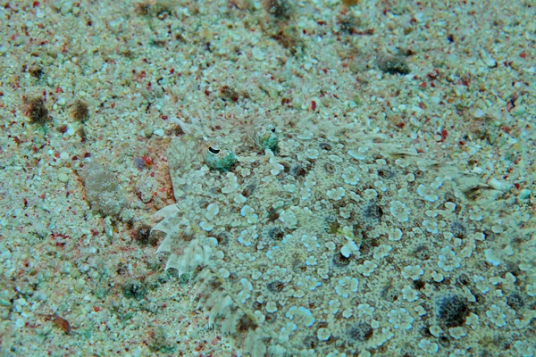 Leopard flounder fish — Stock Photo, Image