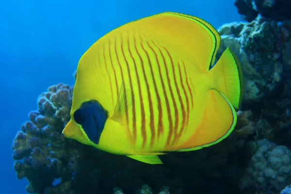 Maskované butterflyfish pod vodou — Stock fotografie