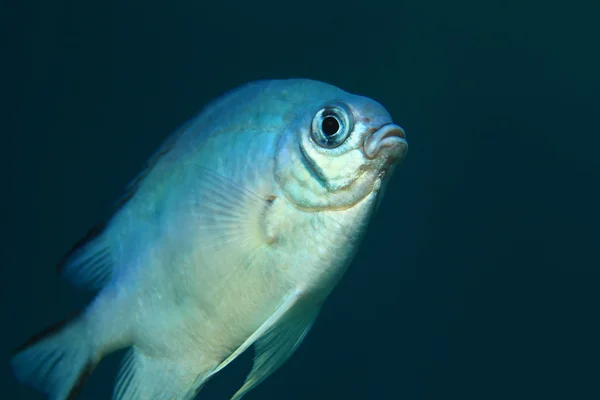 Whitebelly damsel fish — Stock Photo, Image