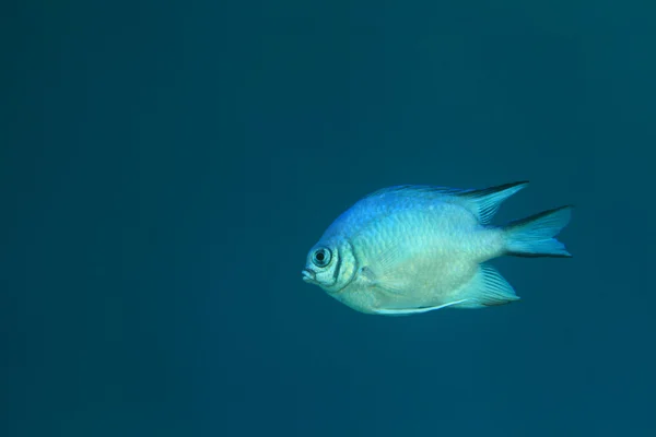 Peixe-donzela-branca — Fotografia de Stock