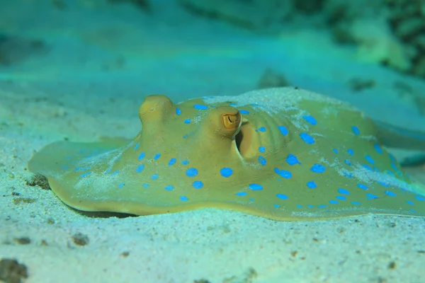 Bluespotted rejnok pod vodou — Stock fotografie