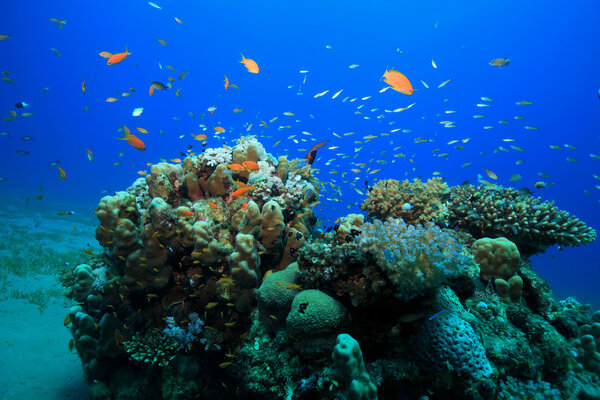 Тропический коралловый риф 