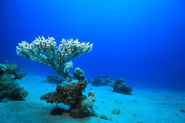 Barriera corallina tropicale — Foto Stock