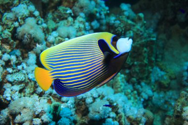 Emperor angelfish underwater clipart