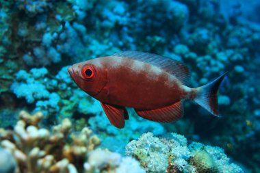 Ortak Kocagözlü levrek