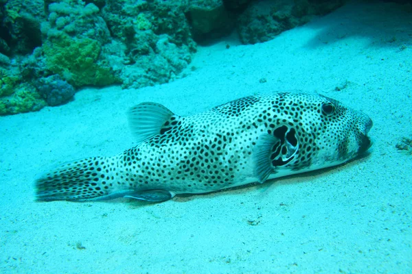 Giant puffer fish underwater — Stock Photo, Image