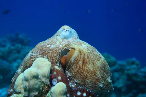 Pulpo de arrecife bajo el agua — Foto de Stock