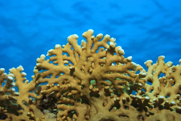 Oheň korálů pod vodou — Stock fotografie