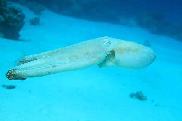 Pulpo de arrecife bajo el agua —  Fotos de Stock