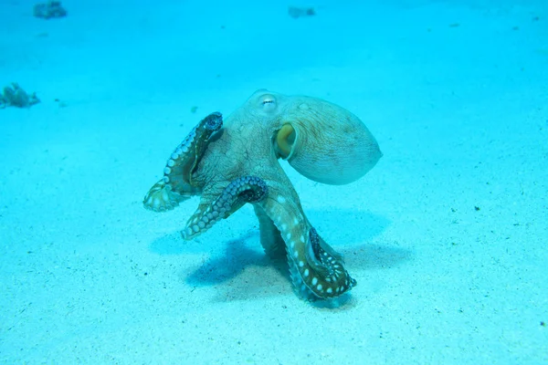 Pulpo de arrecife bajo el agua — Foto de Stock