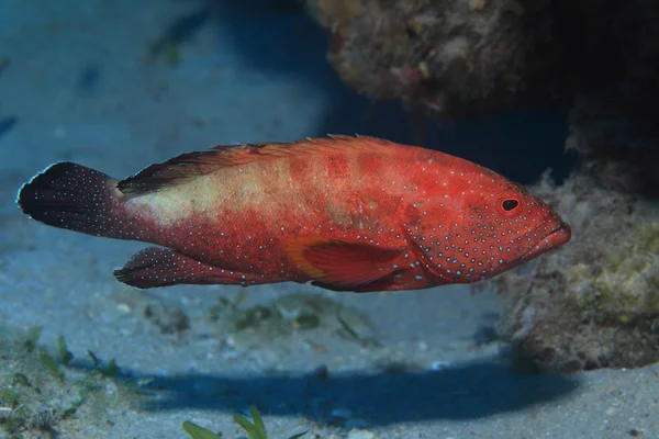 Halfspotted grouper fisk — Stockfoto