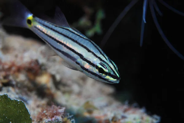 Kuitukardinaalikala veden alla — kuvapankkivalokuva