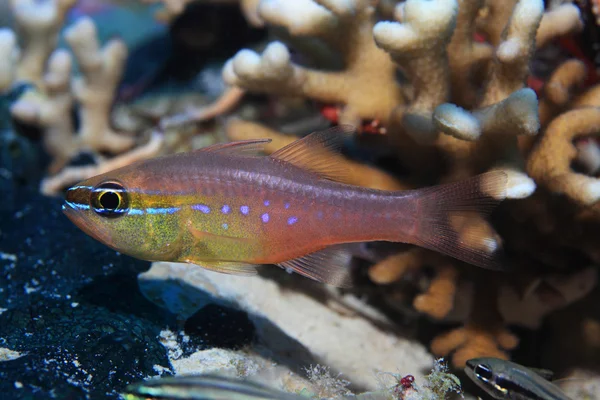 Krátké tooth cardinalfish — Stock fotografie