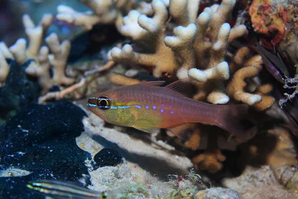 Krátké tooth cardinalfish — Stock fotografie