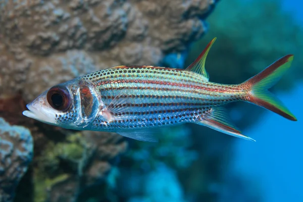 Sammara squirrelfish onderwater — Stockfoto