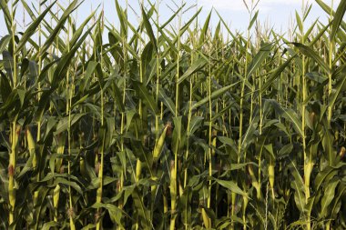 Mısır koçanlı mısır bitkileri, İsviçre 