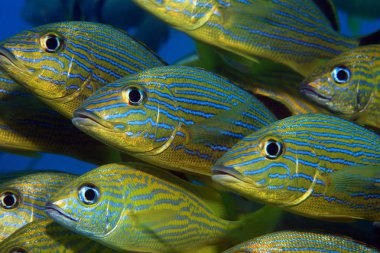 Fish shoal of blue striped grunts clipart