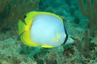 Spotfin butterflyfish