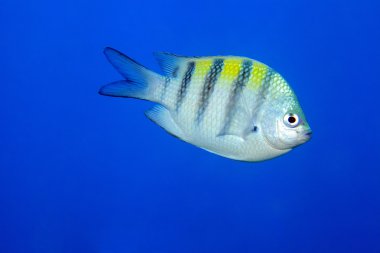 Sergeant major damselfish clipart