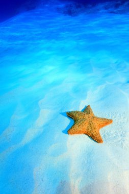 Cushion sea star clipart