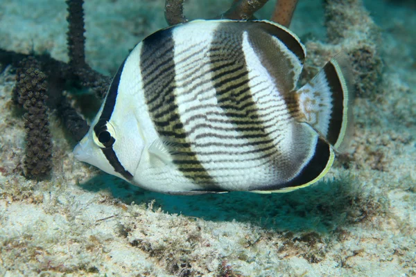 Pruhované butterflyfish — Stock fotografie