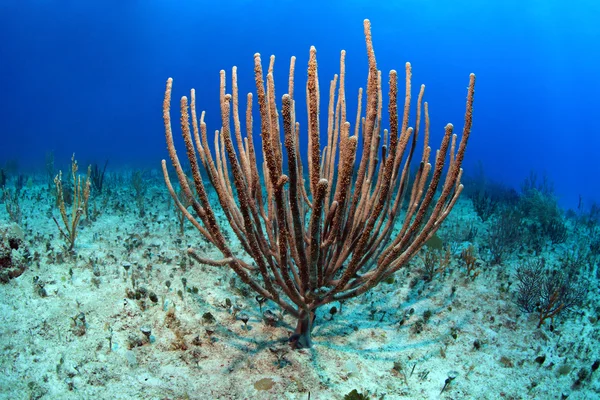 Arrecife de Coral Tropical — Foto de Stock