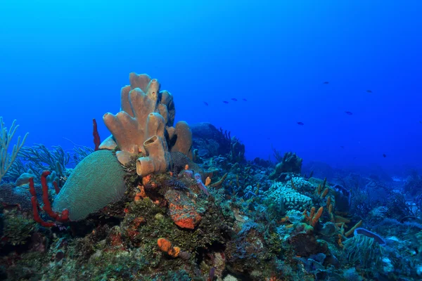 Tropisk korallrev – stockfoto