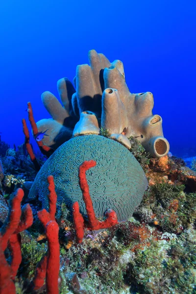 Arrecife de Coral Tropical — Foto de Stock