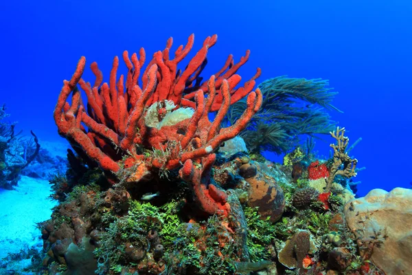 Arrecife de Coral Tropical — Foto de Stock