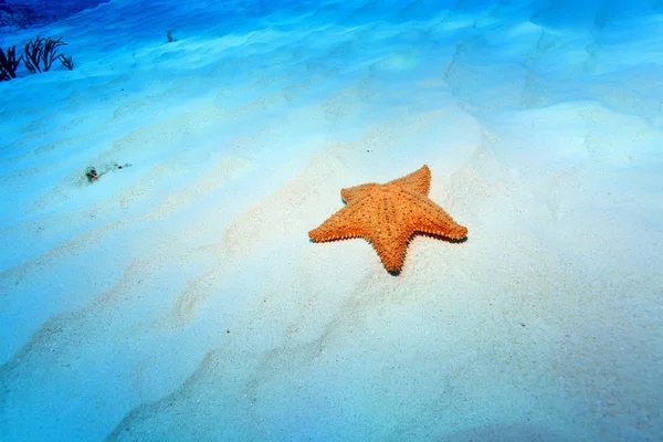 Cojín estrella de mar — Foto de Stock