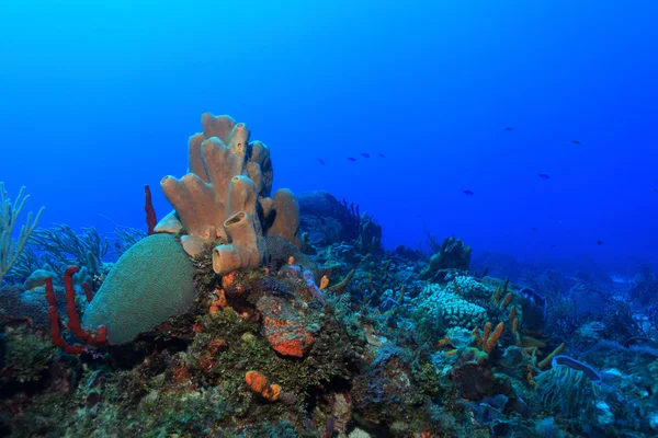 Barriera corallina tropicale Foto Stock