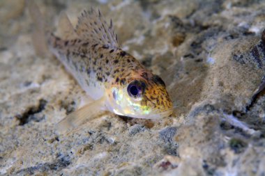 Ruffe balık