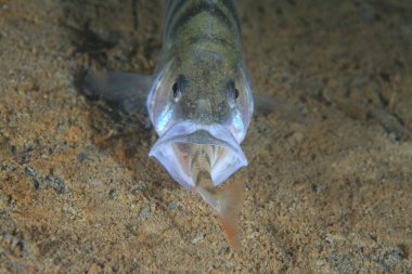 European perch fish clipart