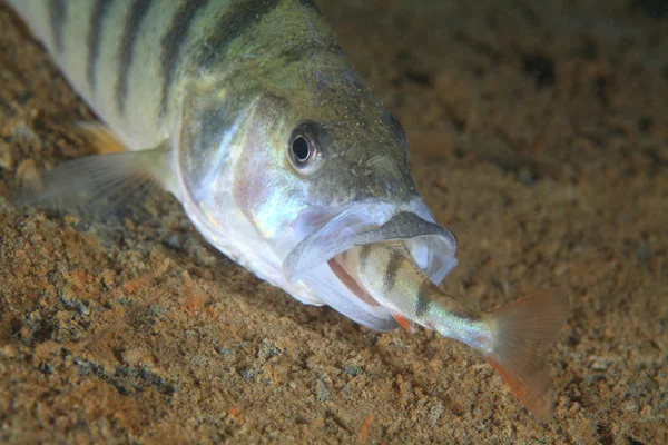 European perch fish — Stock Photo, Image