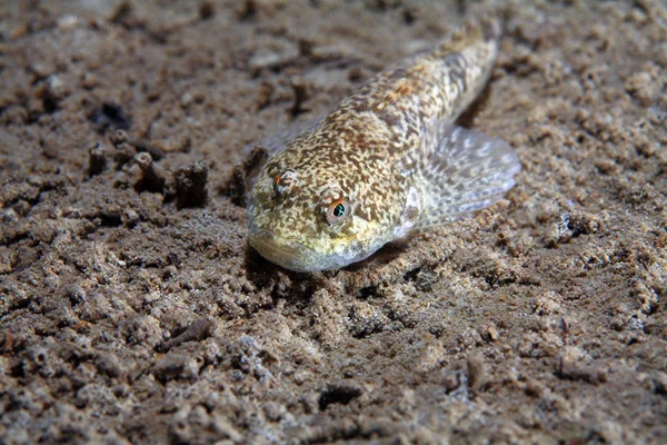 ブルヘッド魚 — ストック写真