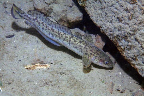 Burbot ikan — Stok Foto