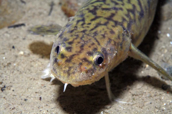 Peixe-burbot Fotos De Bancos De Imagens Sem Royalties