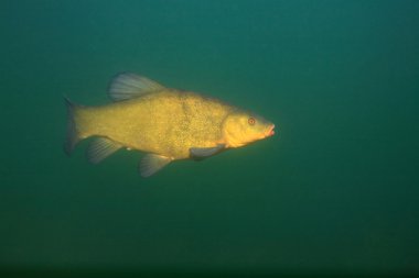 Kadife balığı balık