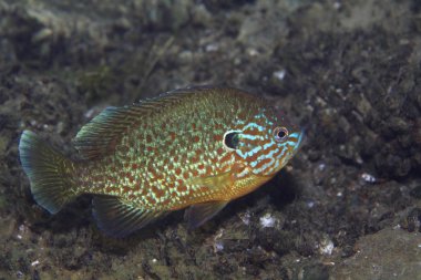 Pumpkinseed sunfish clipart