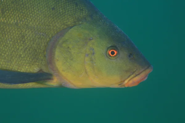 Tench 물고기 — 스톡 사진