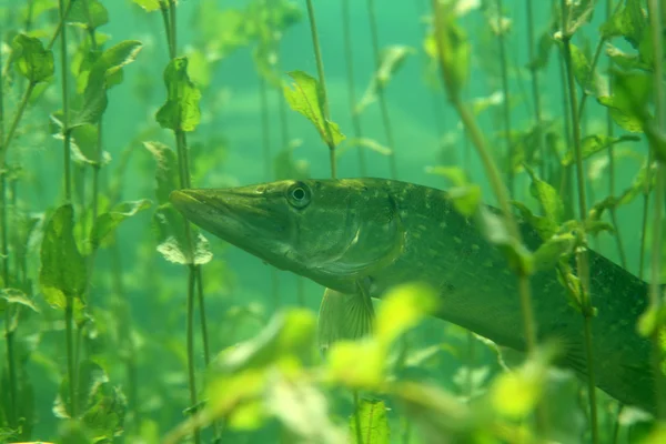 Northern pike fish — Stock Photo, Image