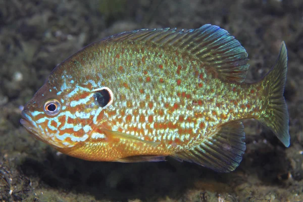 Pumpkinseed sunfish — Stock Photo, Image