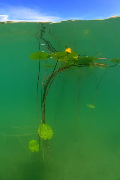 水百合 — 图库照片