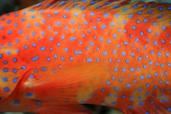 珊瑚后腿石斑鱼 — 图库照片