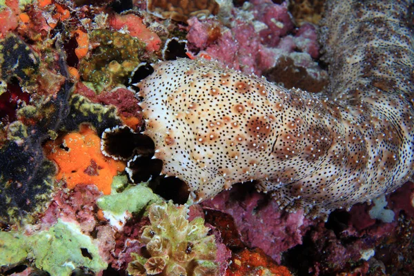 Sea cucumber — Stock Photo, Image