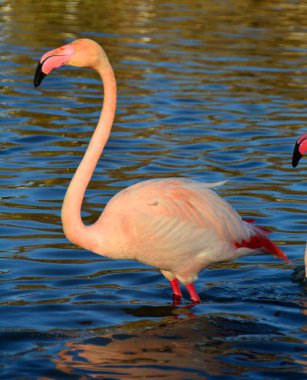 Derin sularda daha büyük bir flamingo
