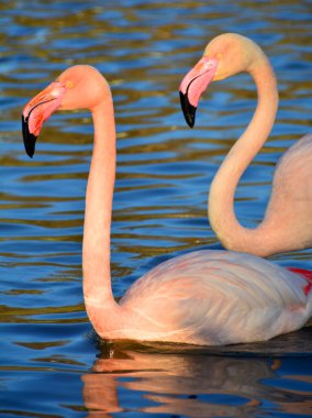 Derin sularda iki büyük flamingo