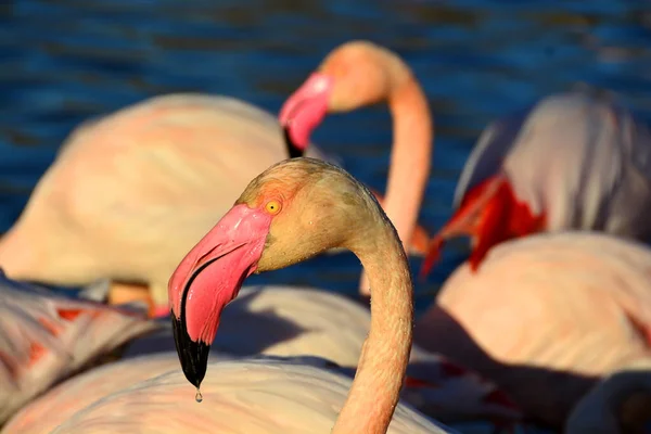 Kapka Vody Kapající Plameňákova Zobáku — Stock fotografie