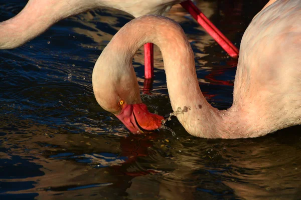 Flamingo Krmení Postřik Kapky Vody Kolem — Stock fotografie